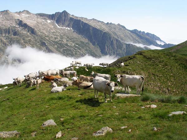 3.11 Coll de Picou de Estela 2273 m