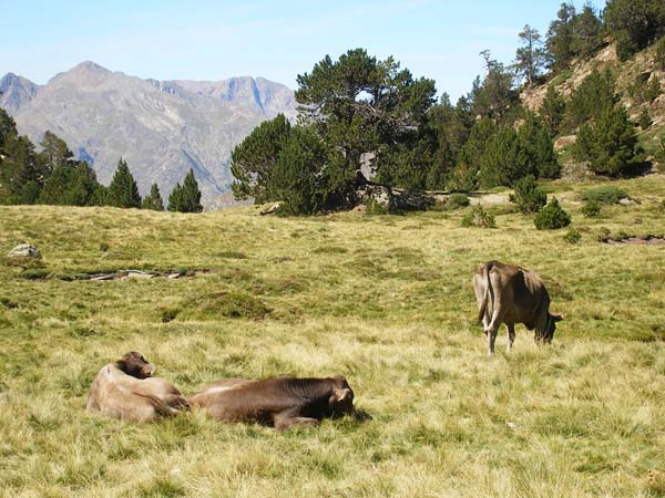 5.11 Cabana de la Ribera 2199 m